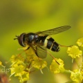 Dasysyrphus tricinctus, male, hoverfly, Alan Prowse